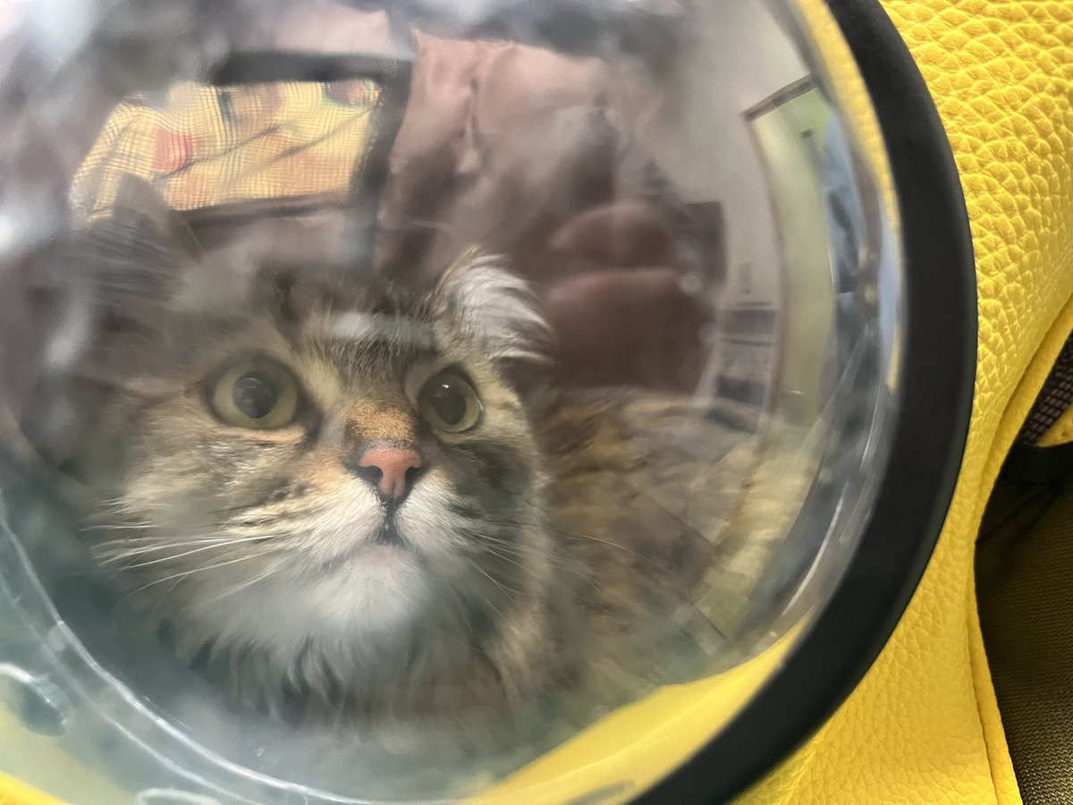 猫和太郎 tweet media