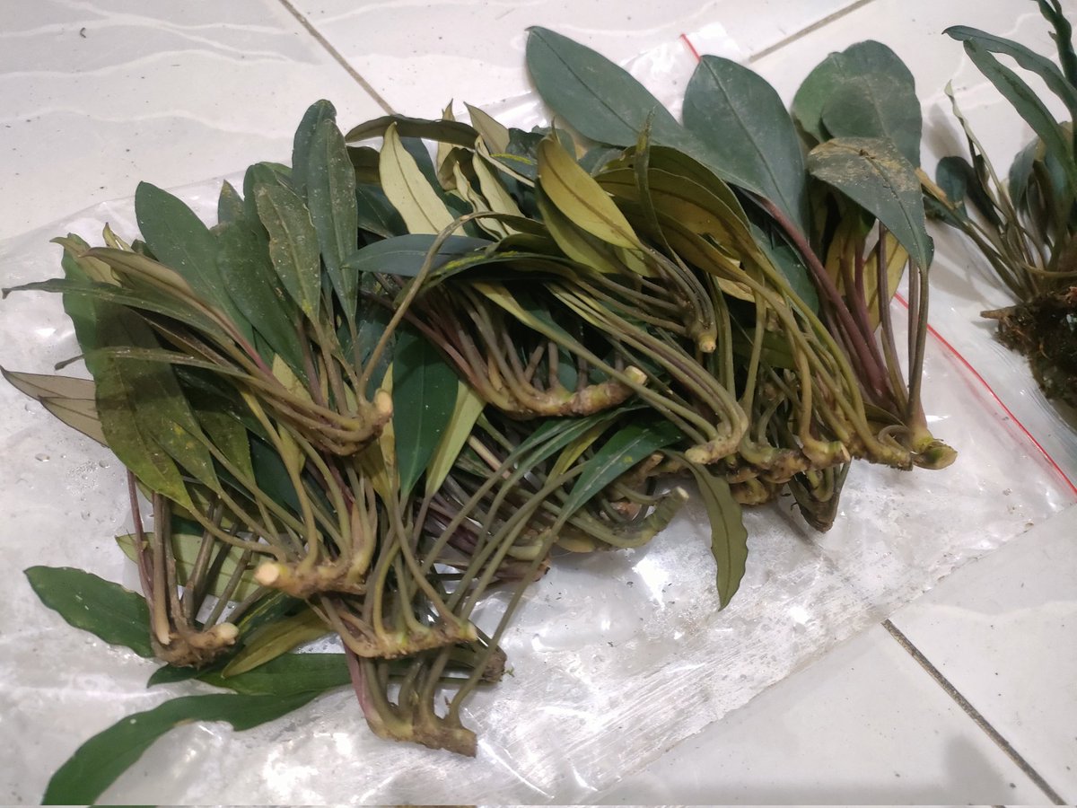 TEAM BORNEO tweet media