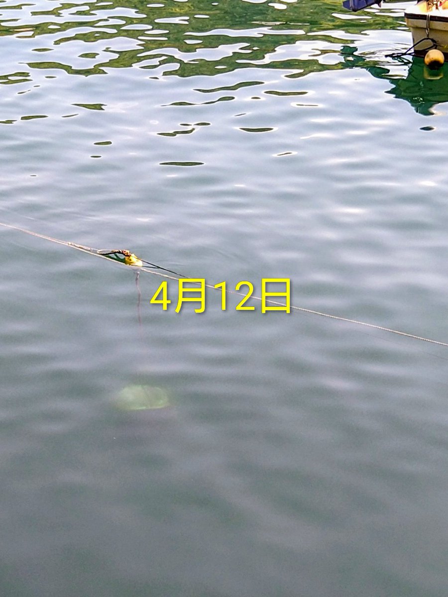 海釣りGO田子漁港 |釣果速報 tweet media