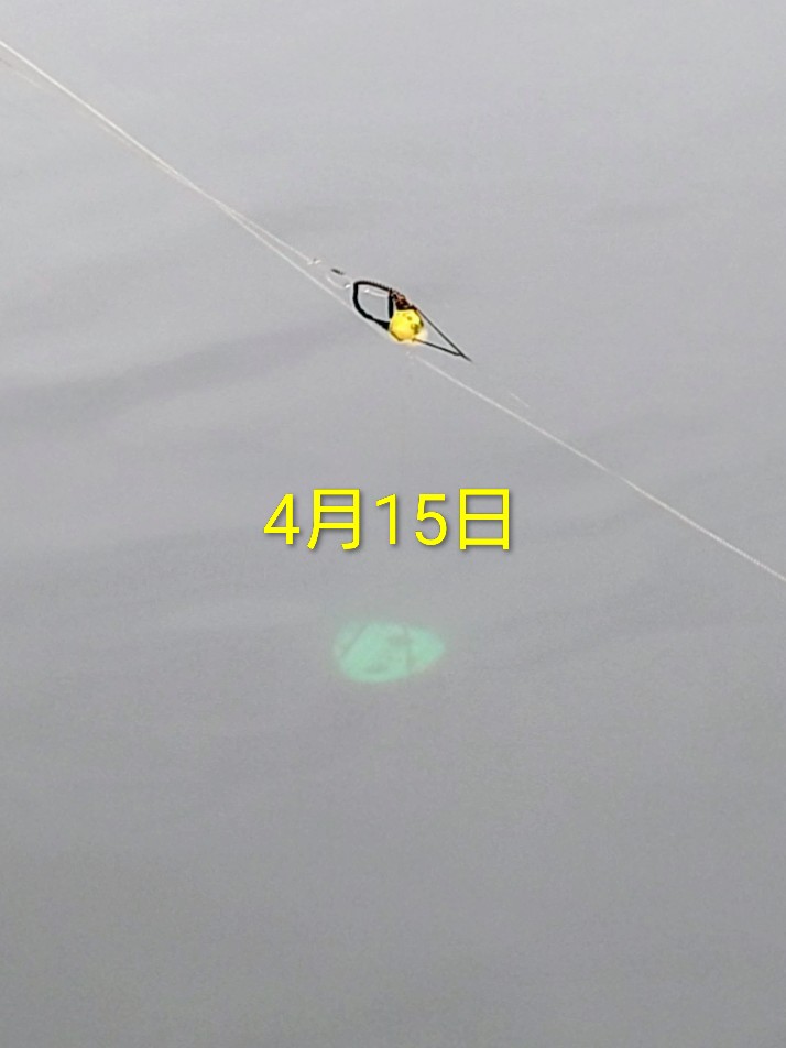 海釣りGO田子漁港 |釣果速報 tweet media