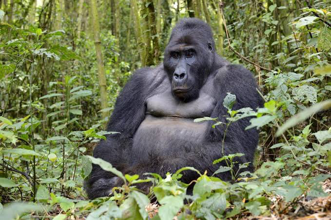 Harambever's tweet photo. Harambe forever. https://t.co/qFfyREsgvZ