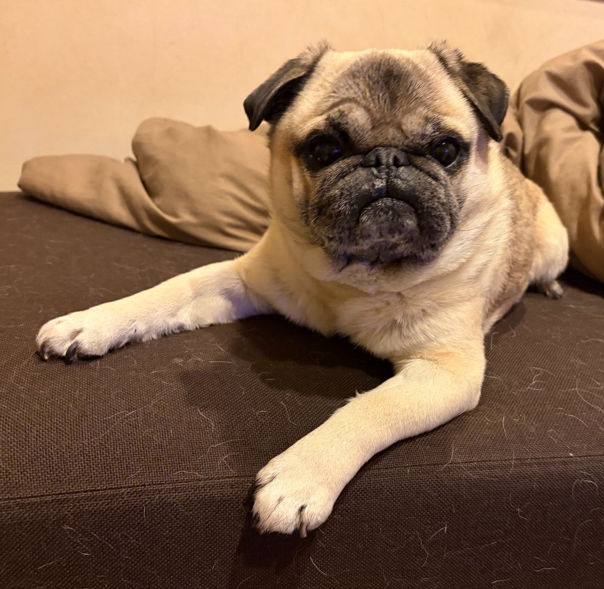 marukoccino's tweet image. ハハよ、また投稿サボろうとしてるな🐶と言わんばかりなお口ですね😅
#パグ #pug