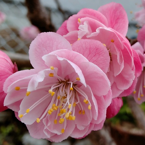 as_music_as's tweet image. ４月15日🫠お疲れさんでした୭*ﾟ

#TLを花でいっぱいにしよう
#キリトリセカイ 
#魅力あるピンクを見せてください見た人全員強制