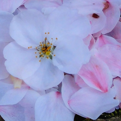 as_music_as's tweet image. ４月15日🫠お疲れさんでした୭*ﾟ

#TLを花でいっぱいにしよう
#キリトリセカイ 
#魅力あるピンクを見せてください見た人全員強制