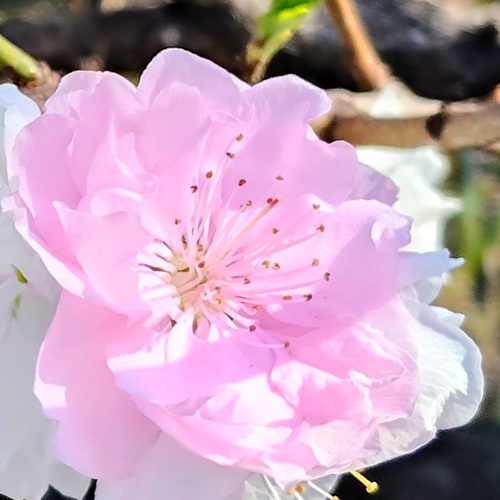 as_music_as's tweet image. ４月15日🫠お疲れさんでした୭*ﾟ

#TLを花でいっぱいにしよう
#キリトリセカイ 
#魅力あるピンクを見せてください見た人全員強制