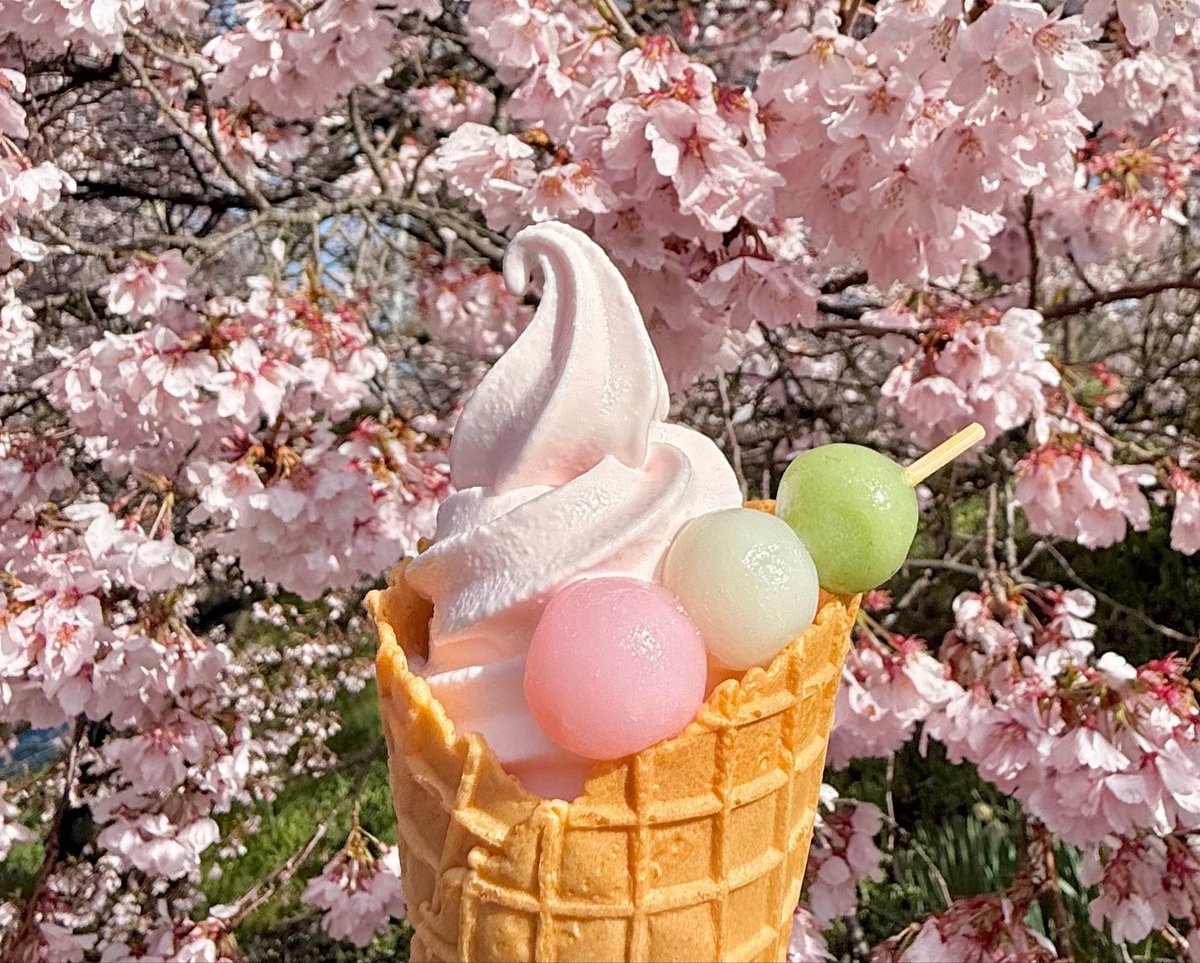 takerin0226's tweet photo. 先週いった高遠の桜がめっちゃキレイだったので、みんなに届け〜🌸🌸🌸
見渡すかぎりピンクの世界で、お天気もよくて大満足なお花見でした✨✨
おだんご付きのさくらソフトと揚げまんじゅうもしっかり食べました(*´﹃｀*)ｳﾏｳﾏ https://t.co/dPUCAMFKBk