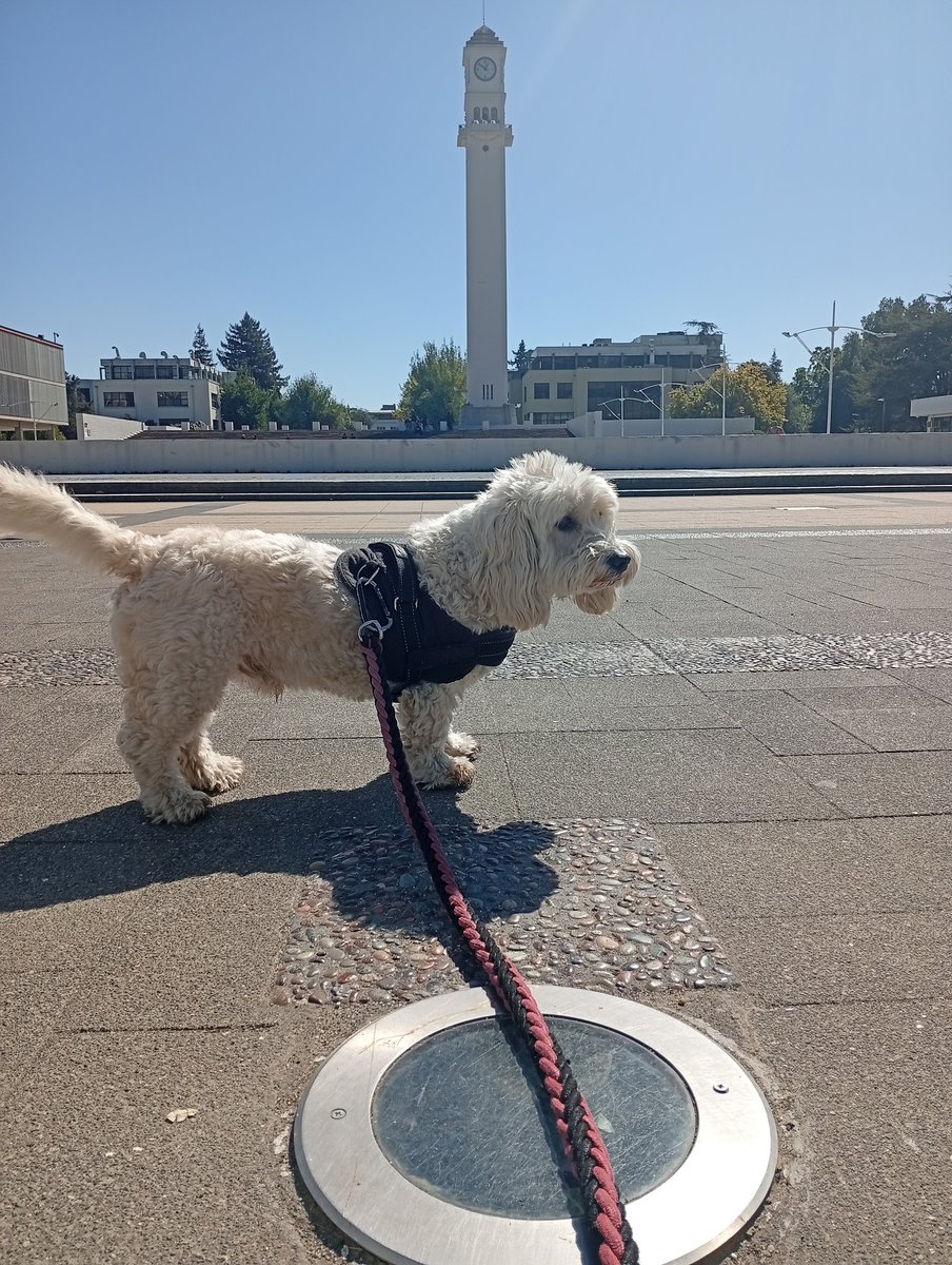 Sin Ley 🏴☠️ 🇨🇱 tweet media