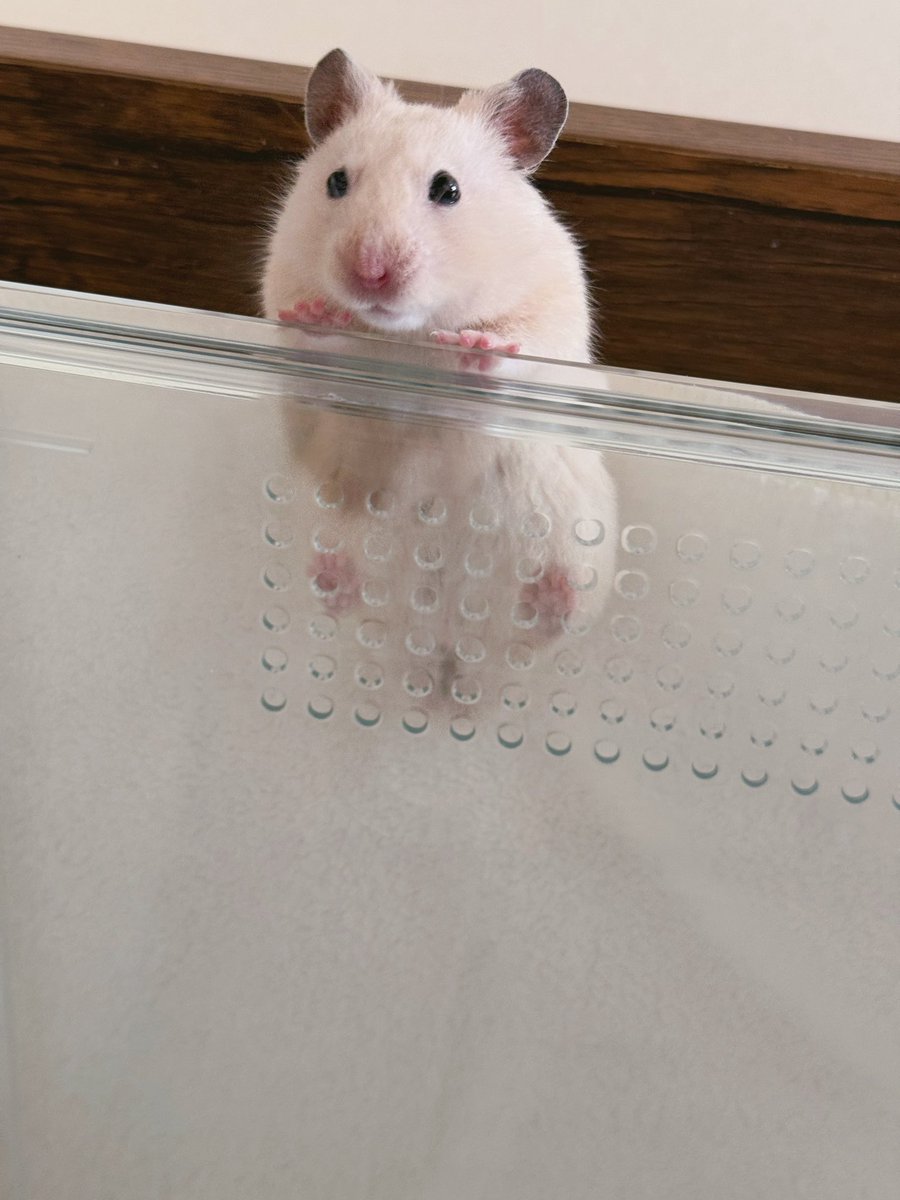 はむたともちまる tweet media