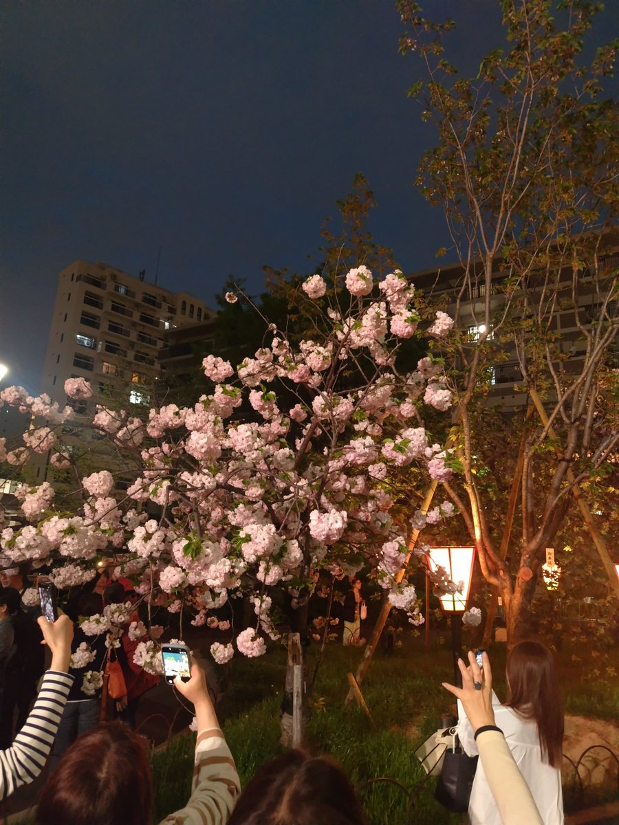 hiro_ko_driver2's tweet photo. 今年も造幣局に行ってきました🌸
今年は初めて夜桜を楽しみました🌆
幻想的できれいでしたよ✨ https://t.co/Llsy41Kie0