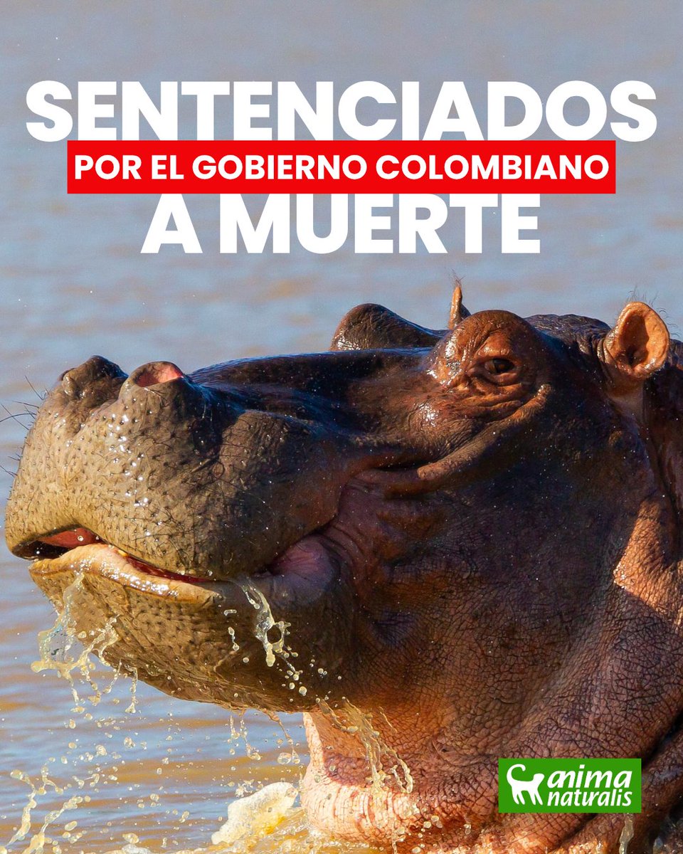 AnimaNaturalis tweet media
