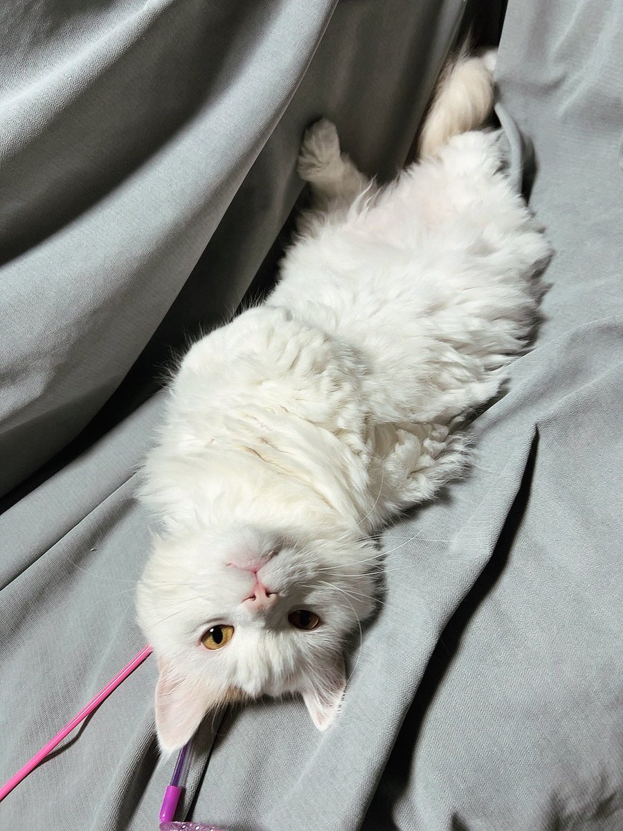 ぽこ🐈 tweet media