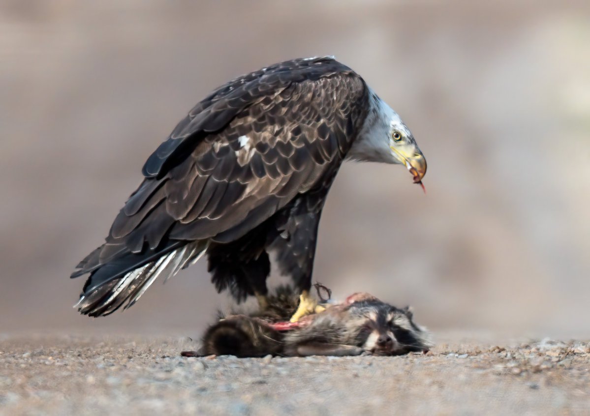 Henry Hintermeister tweet media