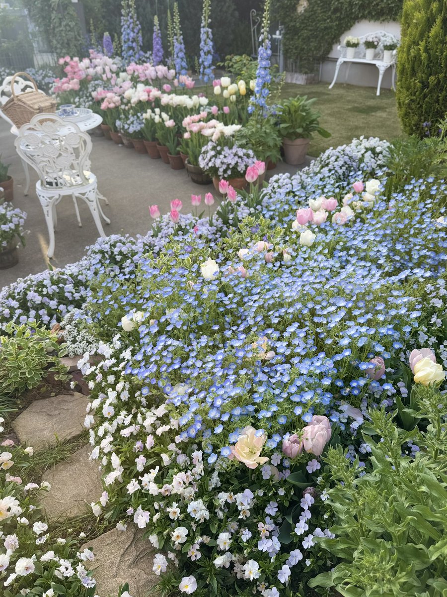 今がピークのネモフィラ🩵