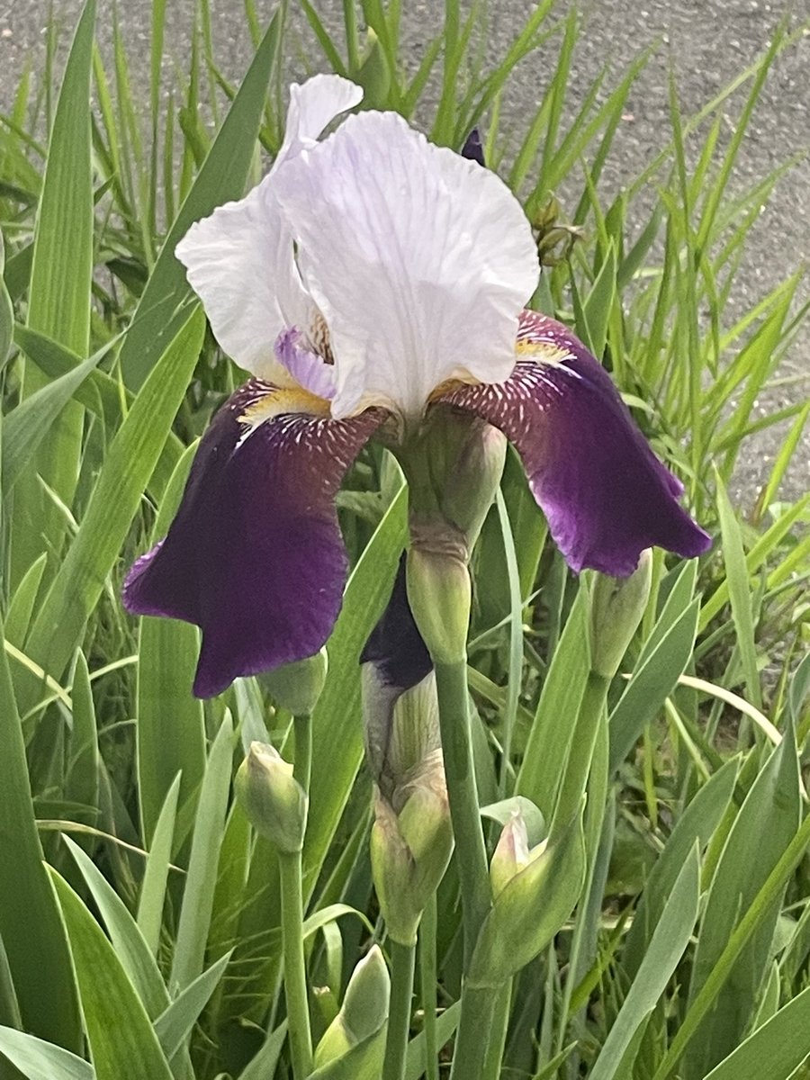 ますみ tweet media