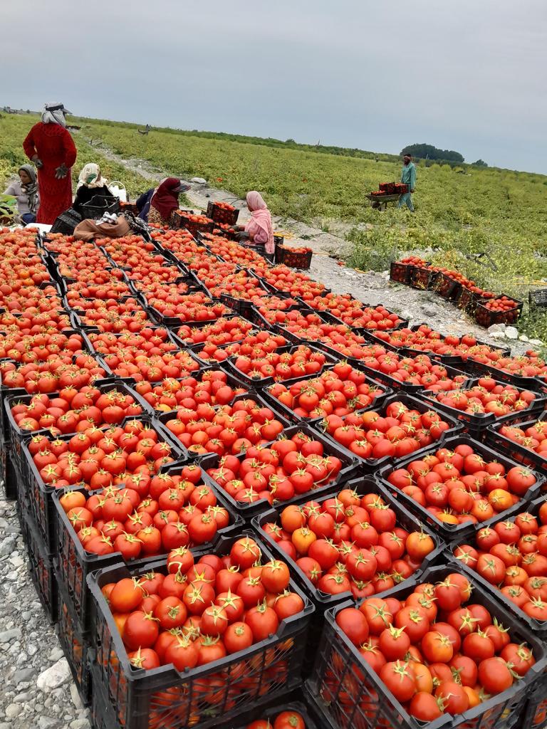 کیـان ایرانـی ☫ tweet media