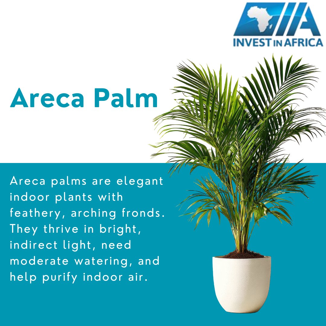iia_ghana's tweet image. Small plants. Big benefits. Discover 5 indoor plants that improve air quality and brighten your workspace.

#InvestInAfrica #GreenSpaces #Wellbeing