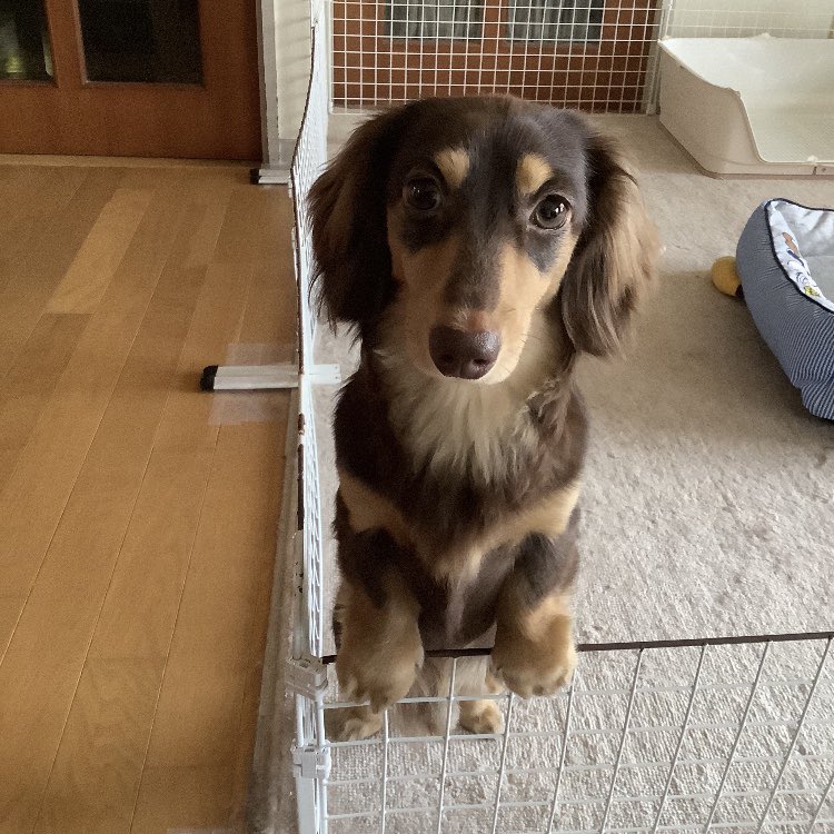 ずさし tweet media