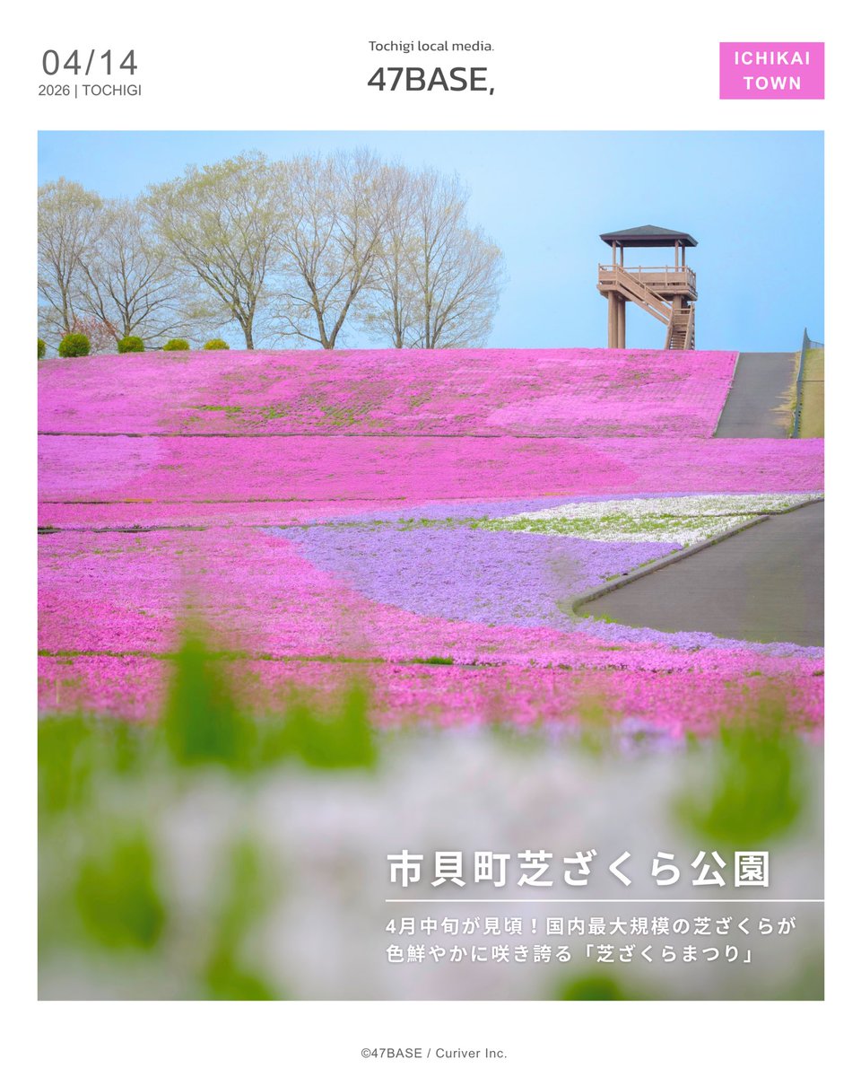 47base_jp's tweet photo. 市貝町芝ざくら公園は、春になると鮮やかなピンク色が一面を染め上げる、栃木県内有数のお花見スポット🌸
例年、開花時期に合わせて「芝ざくらまつり」が開催され、県内外から多くの観光客が訪れ、市貝町を代表する春の風物詩的なイベントとなっています！ https://t.co/ID8bW0D3hY