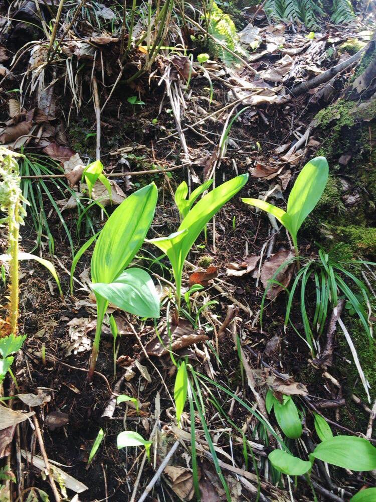 - Guro - tweet media