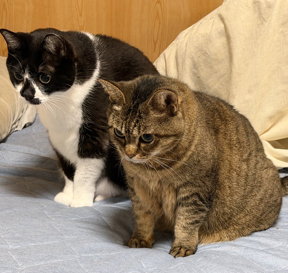 どっち tweet media