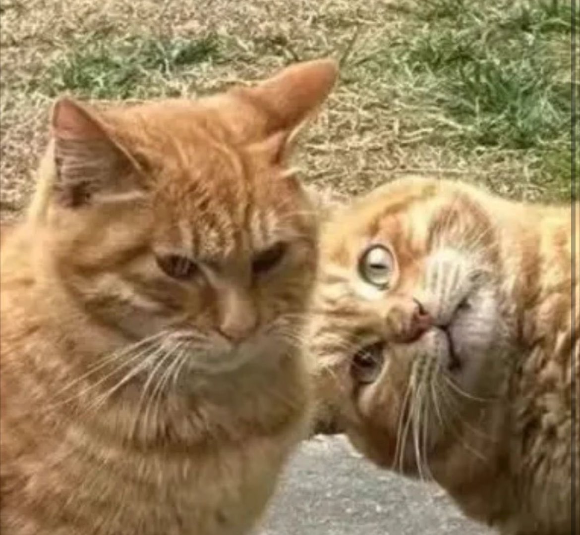 癒される動物 tweet media