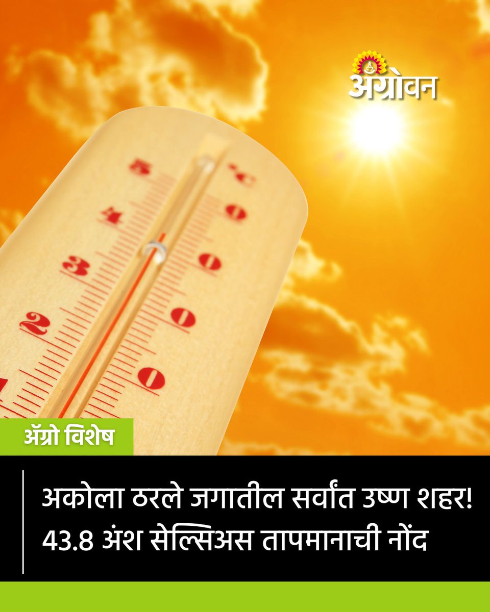 AGROWON's tweet image. उन्हाचा चटका चांगलाच वाढल्याने अकोला जगातील सर्वांत उष्ण शहर ठरले आहे. मंगळवारी (13 एप्रिल) अकोल्यामध्ये जगभरातील सर्वाधिक 43.8 अंश सेल्सिअस तापमानाची नोंद झाली.
agrowon.esakal.com/weather-news/a…
#Akola #Heatwave #Vidarbha #Temperature #WeatherUpdate #IndiaHeat
