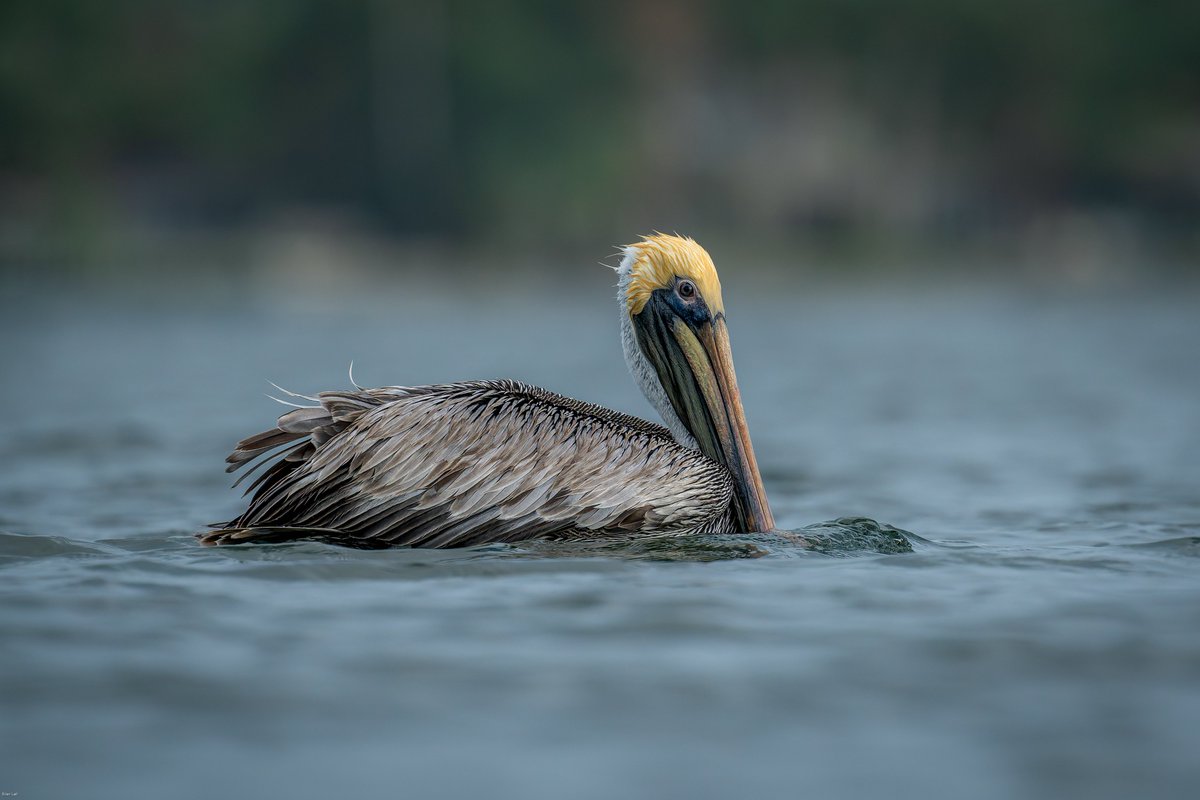 balail's tweet image. A Brown Pelican slow-boating past...
#photography #naturephotography #wildlifephotography #thelittlethings