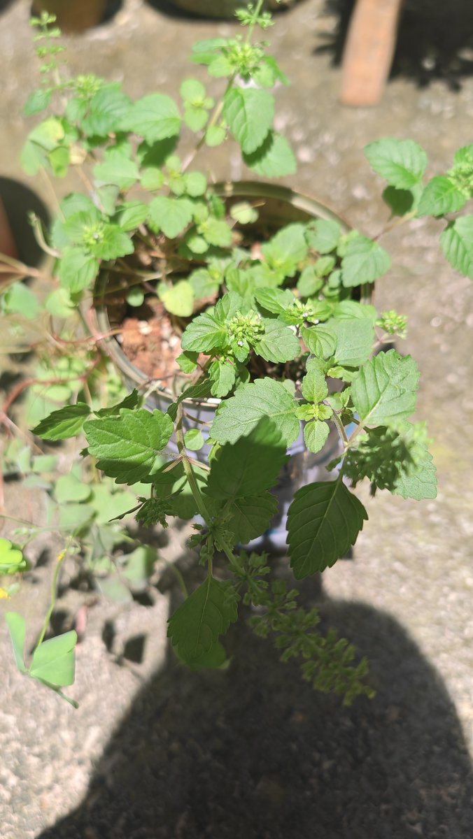 saswandiichbal tweet media