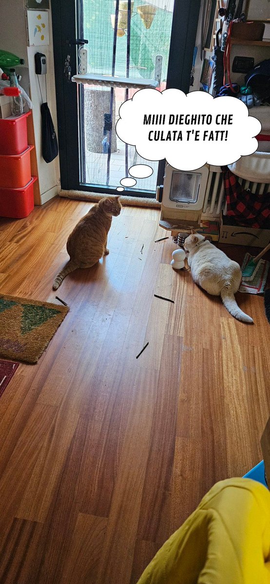 Domenico  tweet media