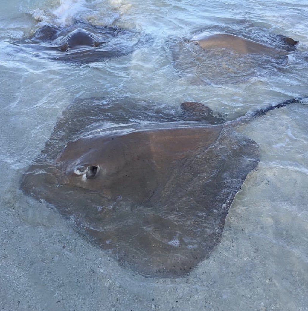 Rachel Raskino tweet media