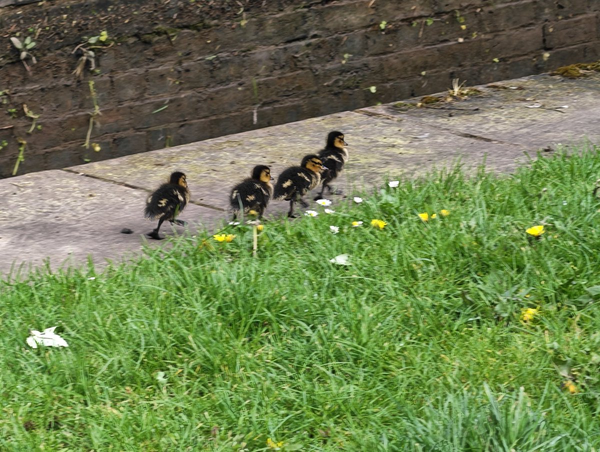 tetuan22s's tweet image. Some wildlife along the canal in Worcester today #ducks #swans #canal #worcester