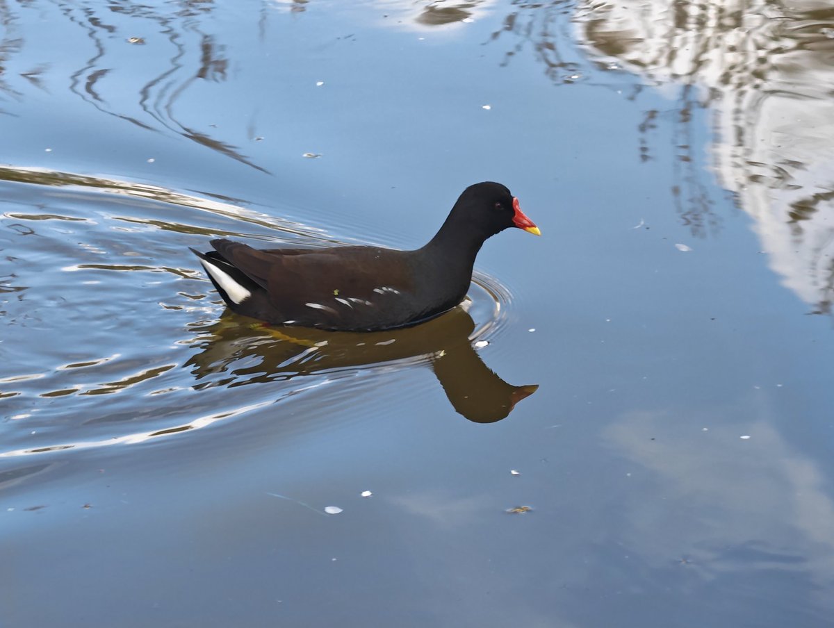 tetuan22s's tweet image. Some wildlife along the canal in Worcester today #ducks #swans #canal #worcester