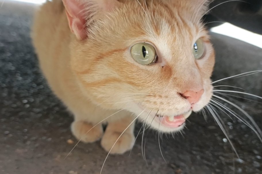 silvia mensegar tweet media