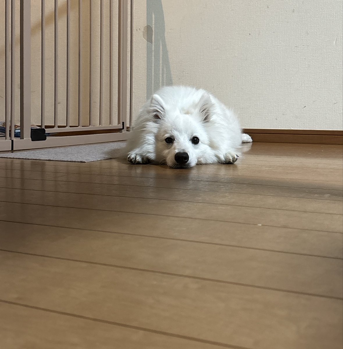 helpman1980181's tweet photo. 4/2で9ヶ月になりました🎉㊗️

白い毛がモフモフで触り心地が最高なのよ✨

食欲旺盛で9キロ近くになったのでダイエット中（笑）
これからも元気に過ごそうねー☺️

#日本スピッツ https://t.co/G9UCvXogoB