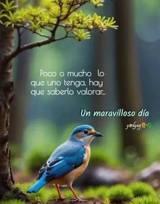Buenos Días Twitterlandia ☀️ Un maravilloso día para todos 🙏🏻🫂🐦☕💫🍀❤️🇻🇪👇🏻