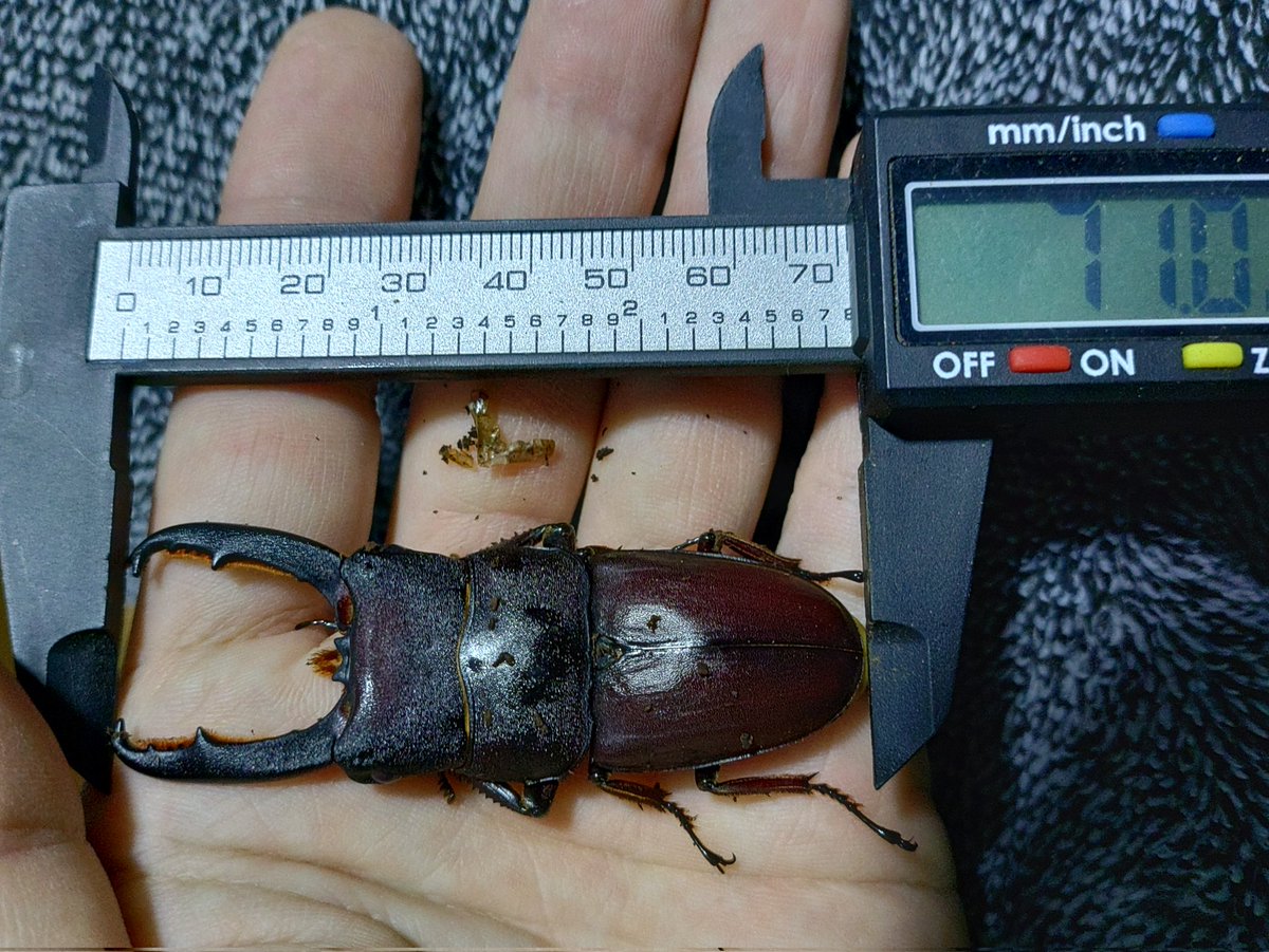 みんなそろそろ見たいんじゃないかと思ってね。
まだ固まってないから少し縮むと思うけど…コイツが例の化け物だよ。

シムルエタウルス
羽化 ♂70〜？

T-TOP氏採集の野外品からの子孫。
レコード応募しないのかって？

勿論しますとも…もっとデカい奴をね。