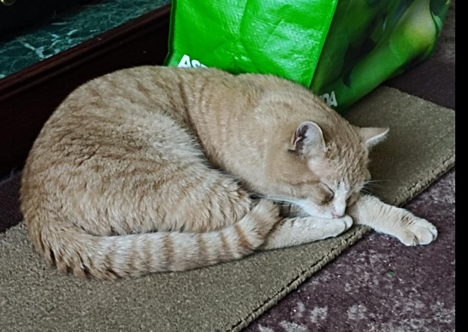 DeniseAnJackson's tweet image. If you are in the #WrockwardineWood area of #Telford #TF2 please keep eyes open for Peach, a light #Ginger #Cat who has been #missing since mid-March. Details on  Nextdoor:  nextdoor.co.uk/p/7trWkL-XR8HR…
