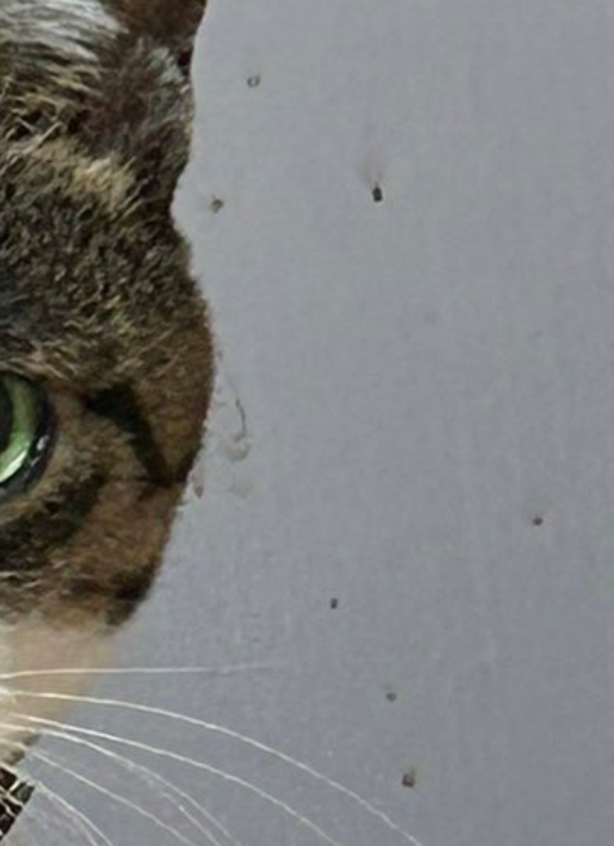 ピー・ケー・タン tweet media