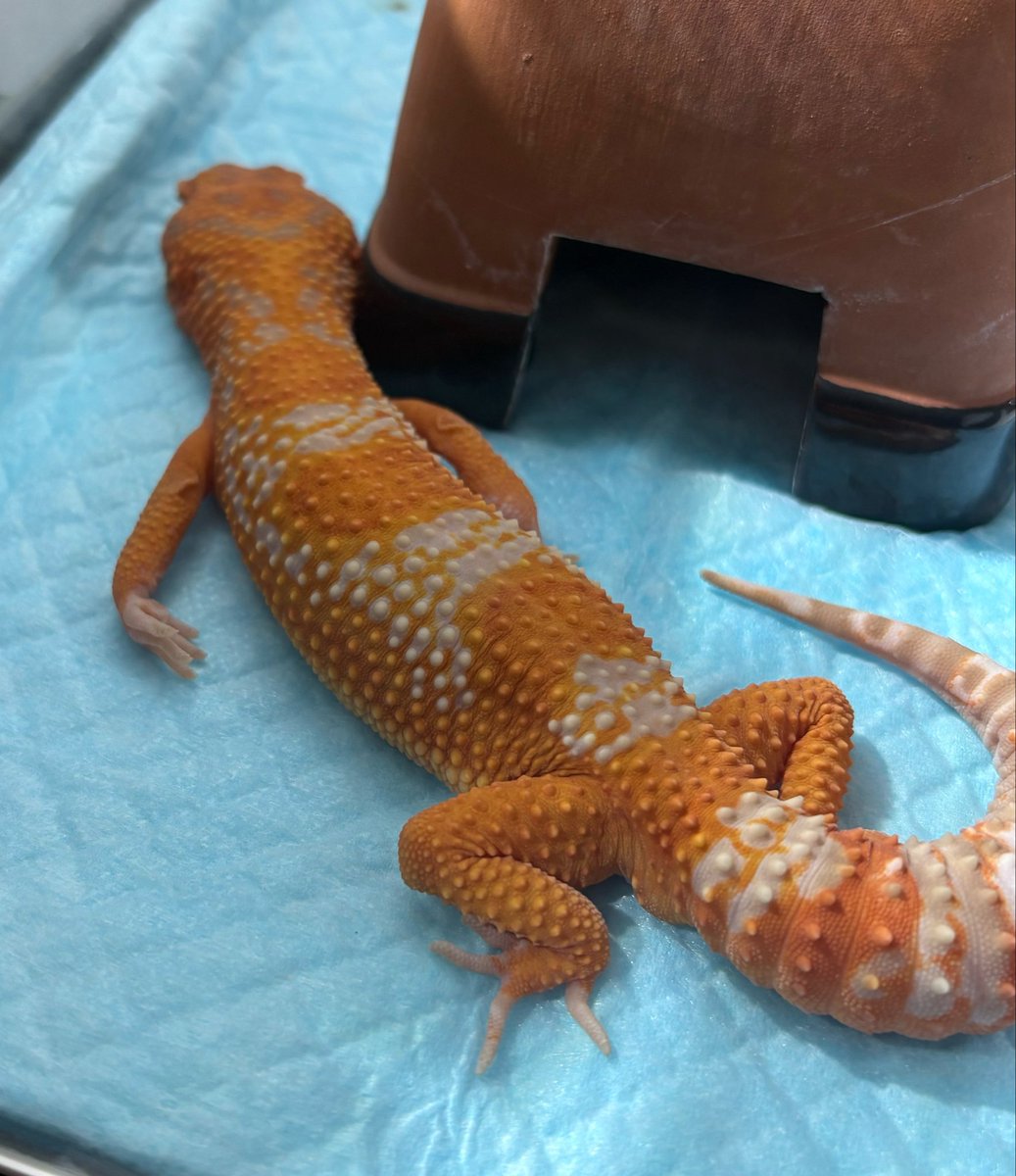 そられぷ tweet media