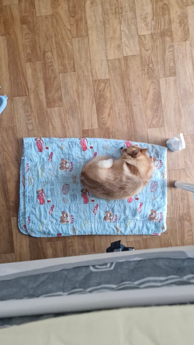 린부기 tweet media