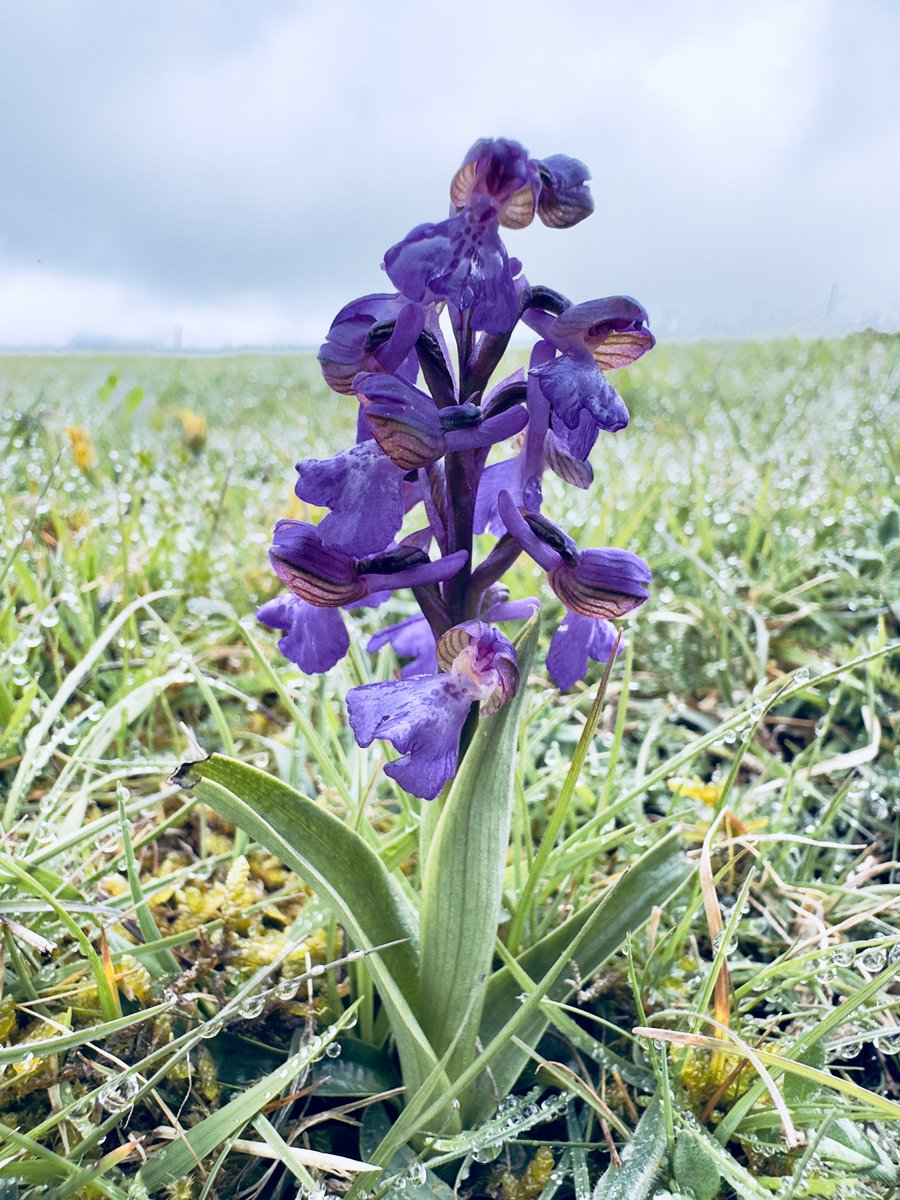 SHeadbirder's tweet image. Green-winged Orchid this morning near Snowshill. #orchids #wildflowers