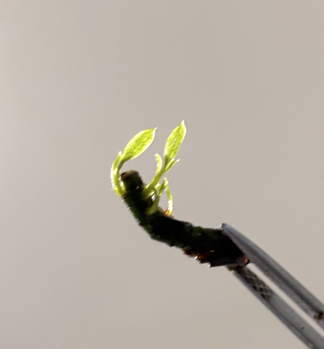 RYOKU33♂ tweet media