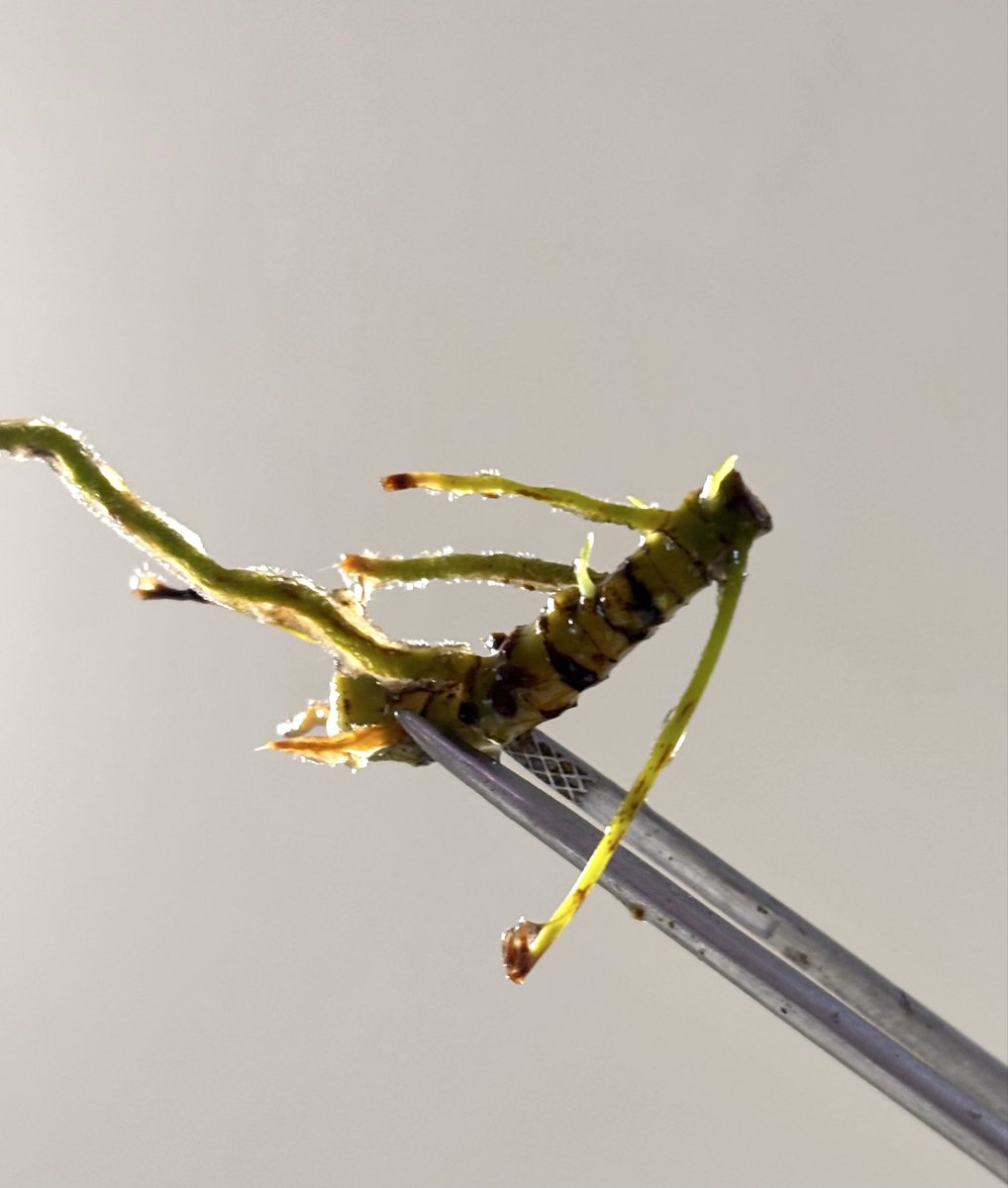 RYOKU33♂ tweet media