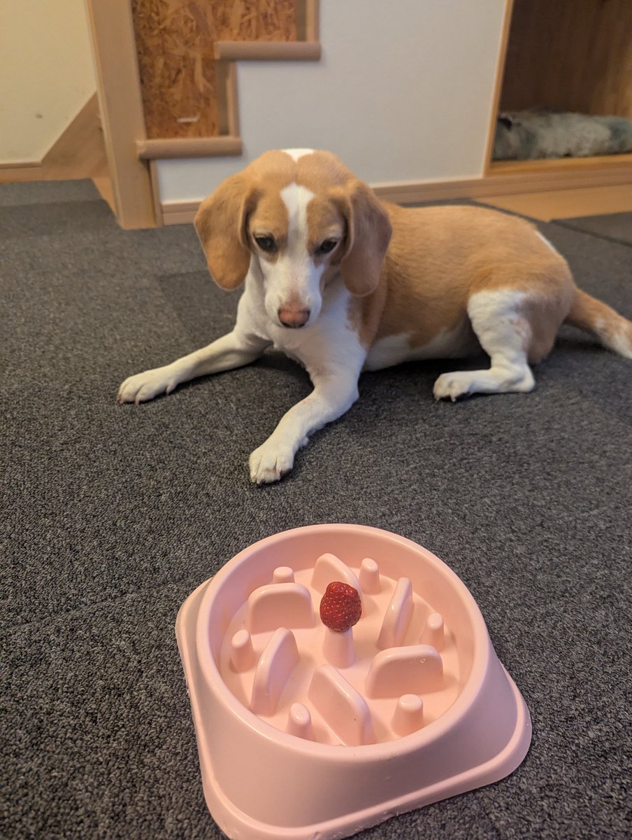 はな日記 tweet media