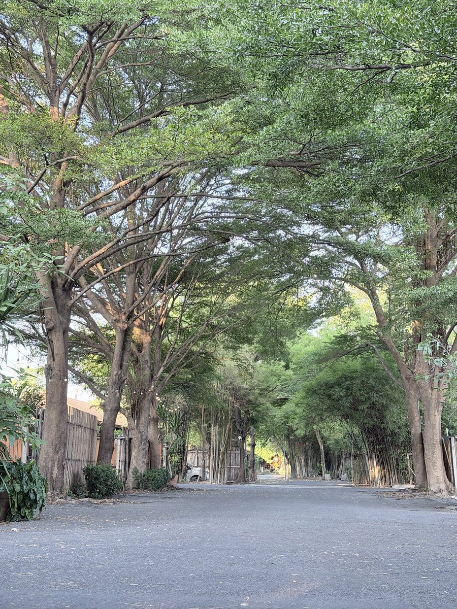 Muaymuaysw✨ tweet media