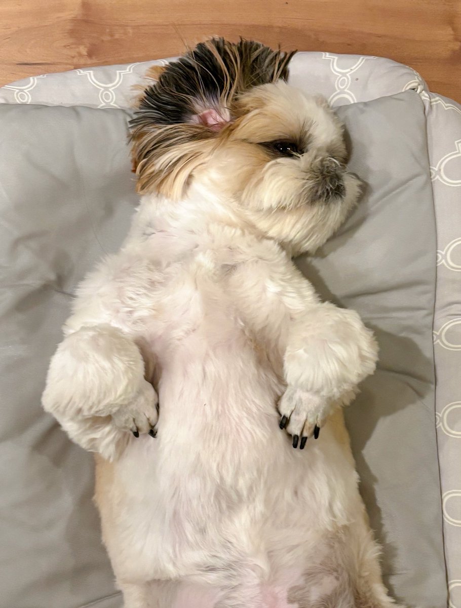 ぽー🩵@シーズー tweet media