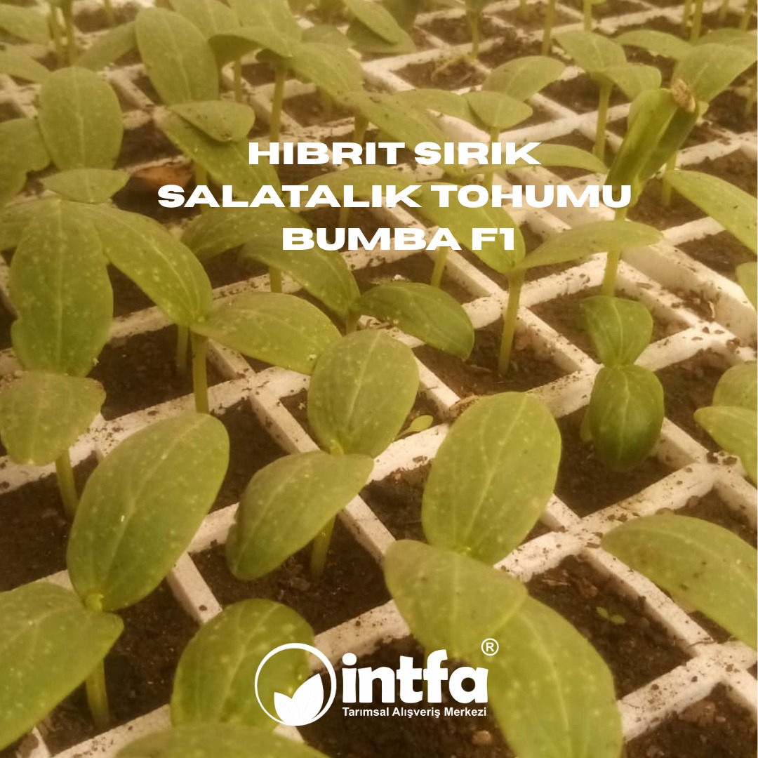 intfarming's tweet image. Hibrit Sırık Salatalık Tohumu Bumba F1 siparişi vermek veya detaylı bilgi almak için sizi sitemize bekleriz. 

intfarming.com/salatalik-tohu…

Kalite ve Güvenin vazgeçilmez adresi İNTFA Tarımsal Alışveriş Merkezi.

#tohum #tohumcu #tohumculuk  #hibritsırıksalatalıktohumu