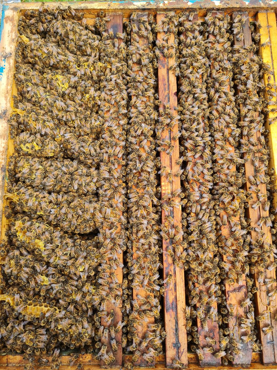 chiara_muzi's tweet image. Ricomincia ufficialmente la stagione... Anche se la fatica è tanta, vedervi così non ha prezzo... Lavorare in piena libertà immersa nella natura e autonomia è una soddisfazione enorme! Voi esserini così piccoli fate tanto per questo pianeta...🐝💪🏻
#apicoltura 
#miele