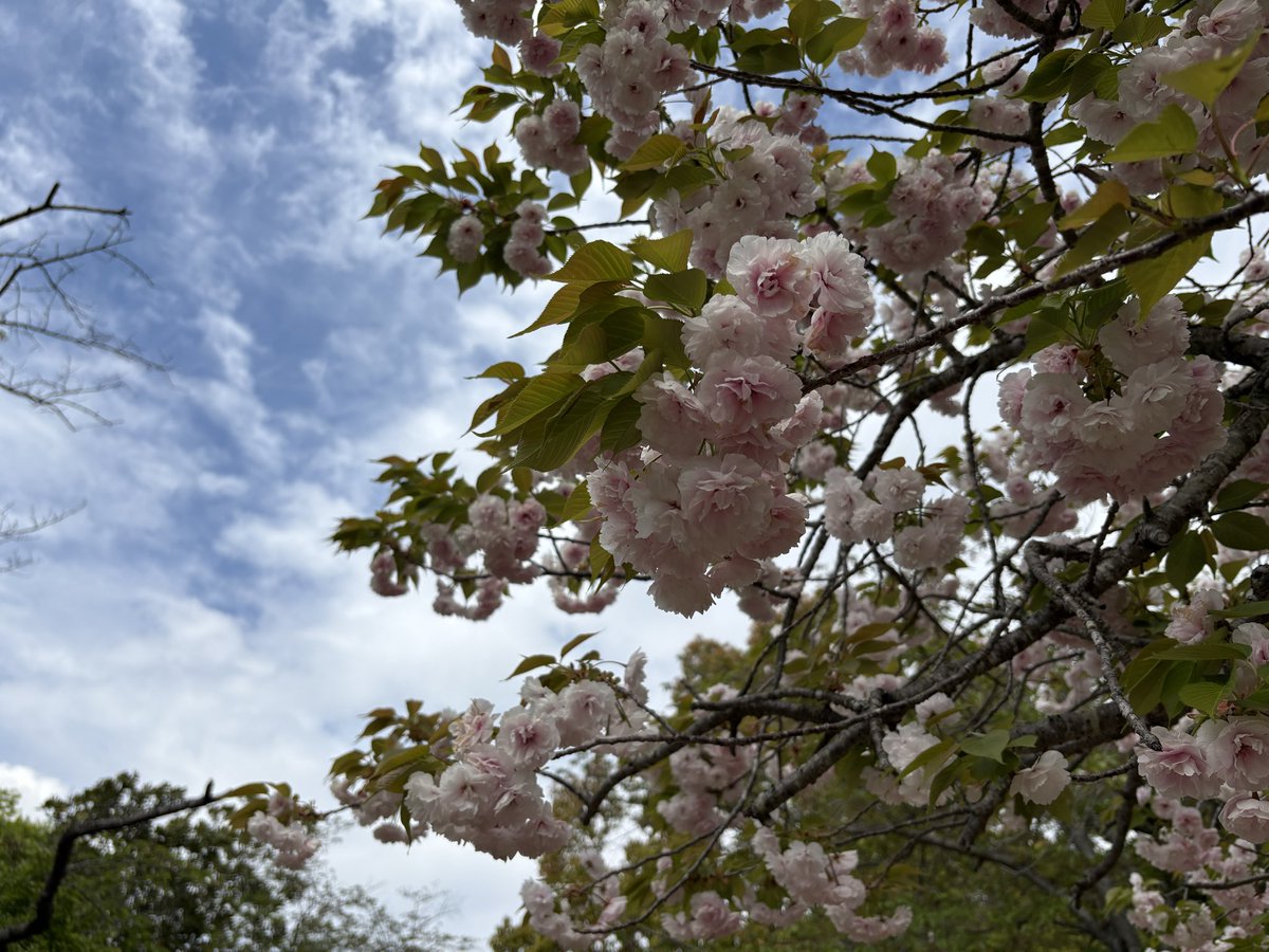 s_lo_up's tweet photo. 霞ヶ浦総合公園、チューリップ は見頃すぎてしまったけど八重桜綺麗だった🌸この遊具は遊べるのだいぶ先だと思って遊んだことなかったけど、小さい方の滑り台は自分で登って滑るしジャングルジムも挑戦していて成長を感じた😃空いてる日は良いね✨ https://t.co/GZDpHQYi8S