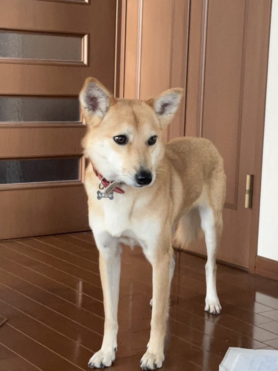 yuiko_迷子犬 草加市 八潮市 吉川市 tweet media